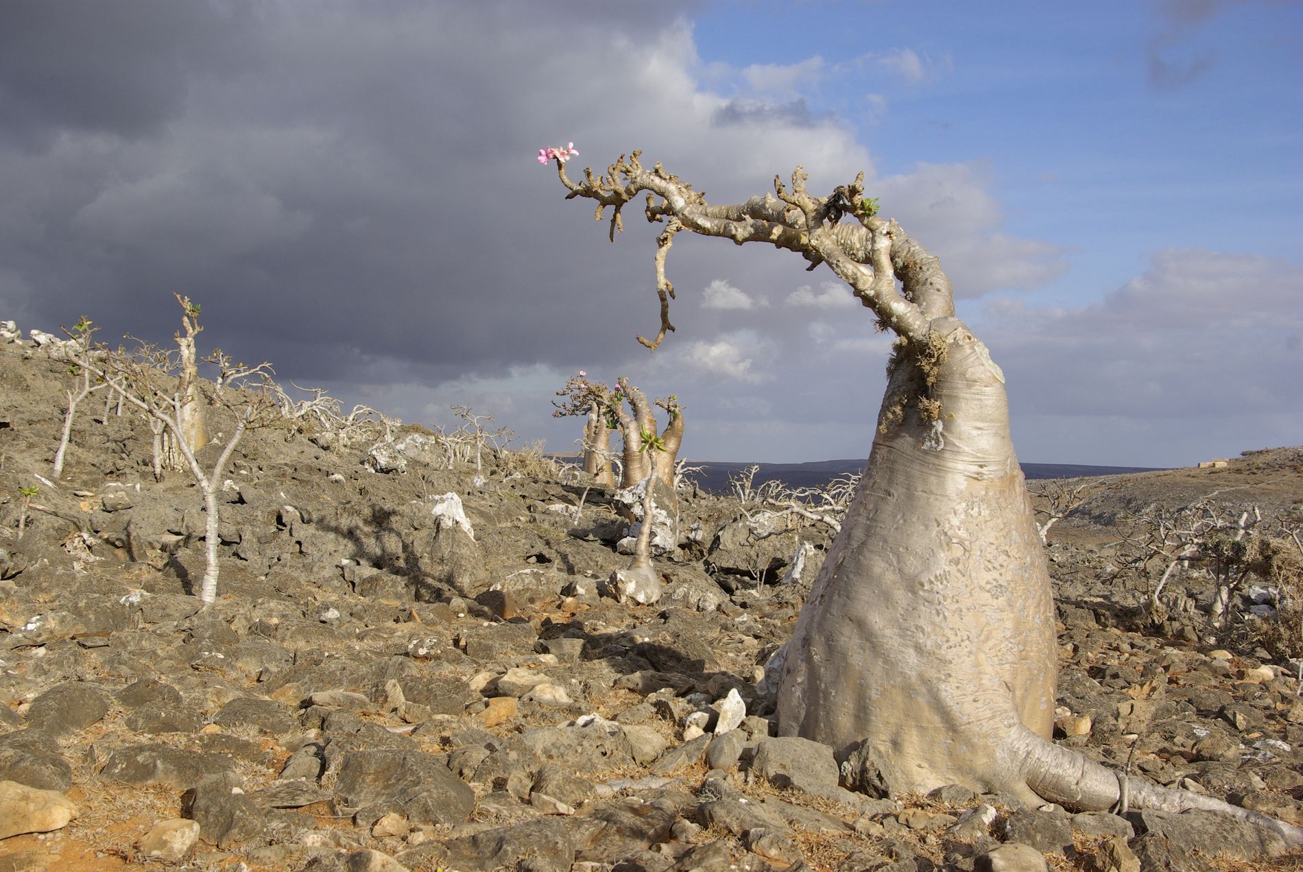 zajezd_socotra_sokotra_005